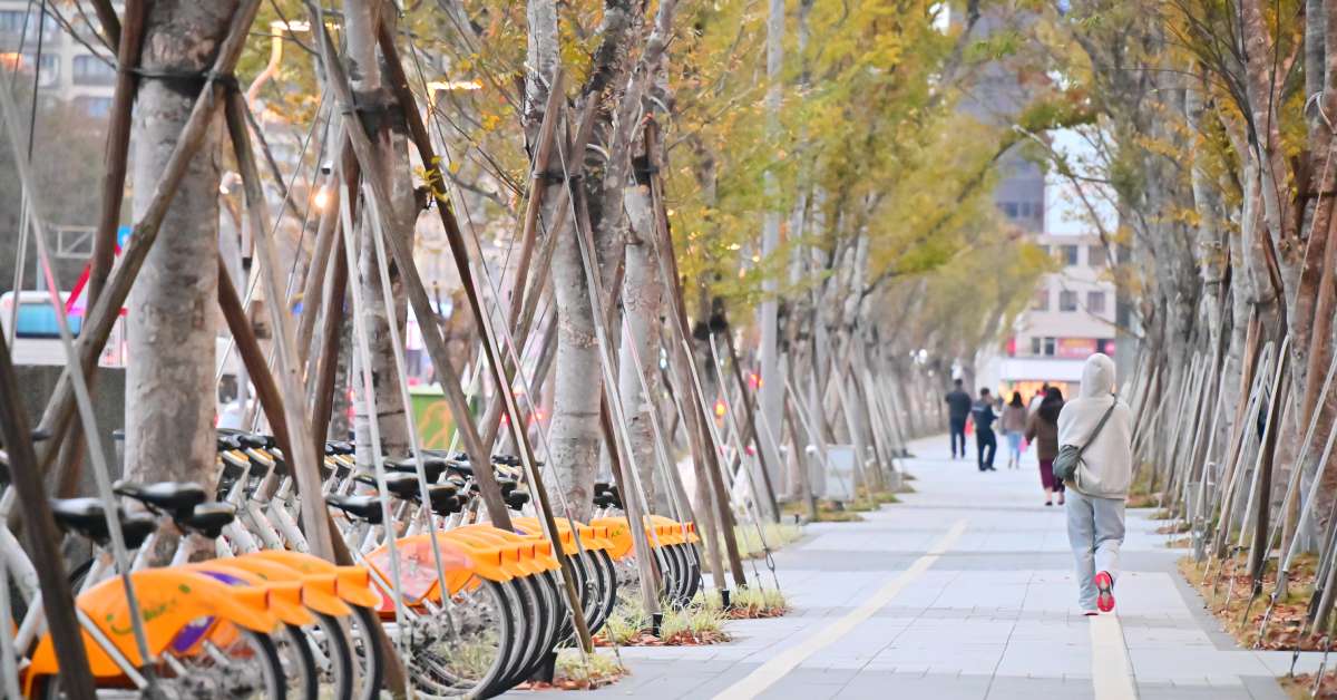 A sidewalk with rows of trees framing both sides. On the lefthand side, multiple sets of yellow bikes are lined up in a row.